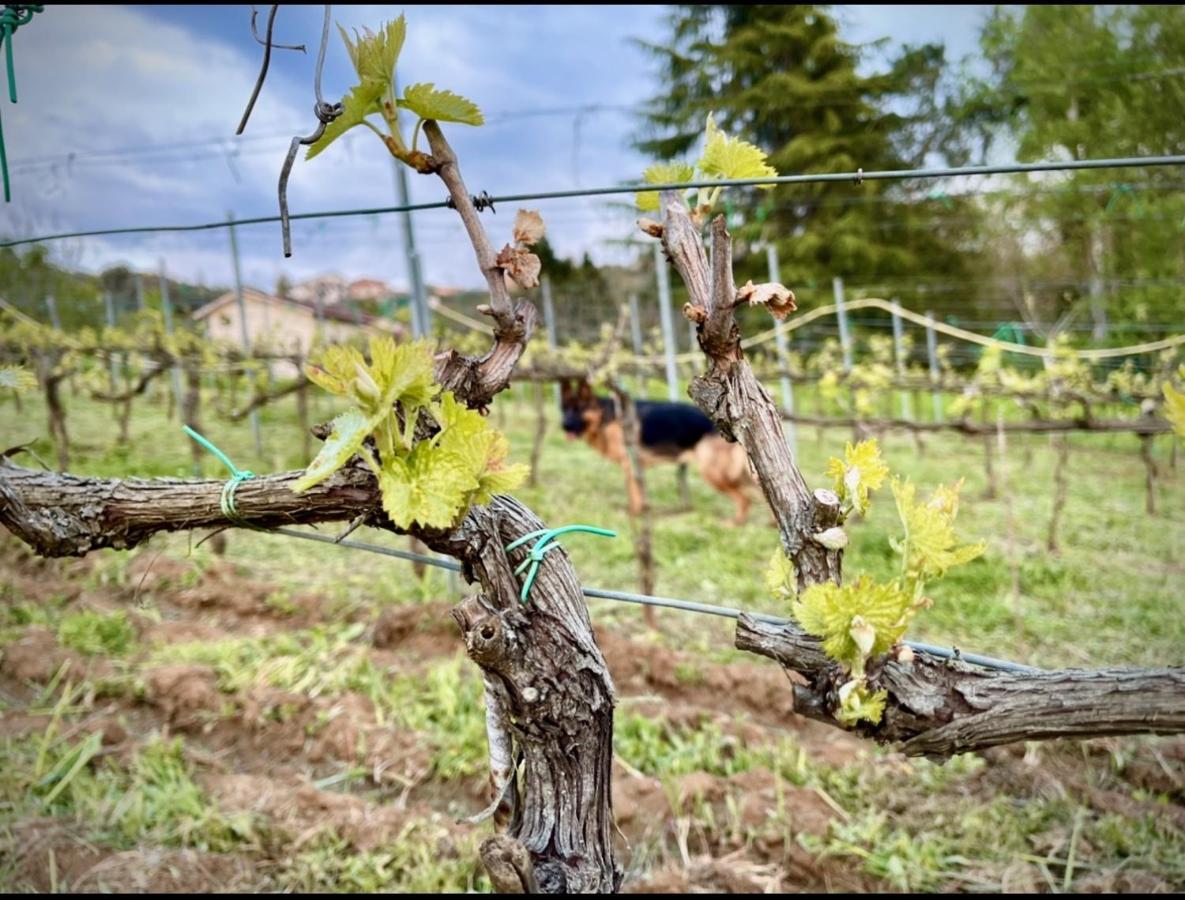 Donna Vittori - Borgo Agricolo Paliano Exterior foto